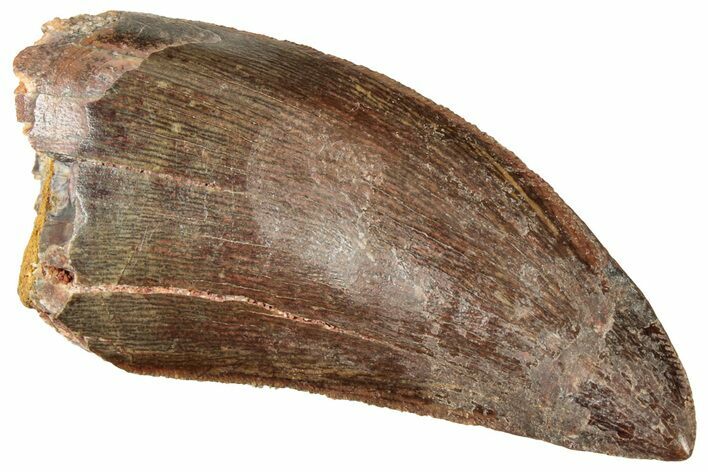 Serrated, Carcharodontosaurus Tooth - Real Dinosaur Tooth #322043